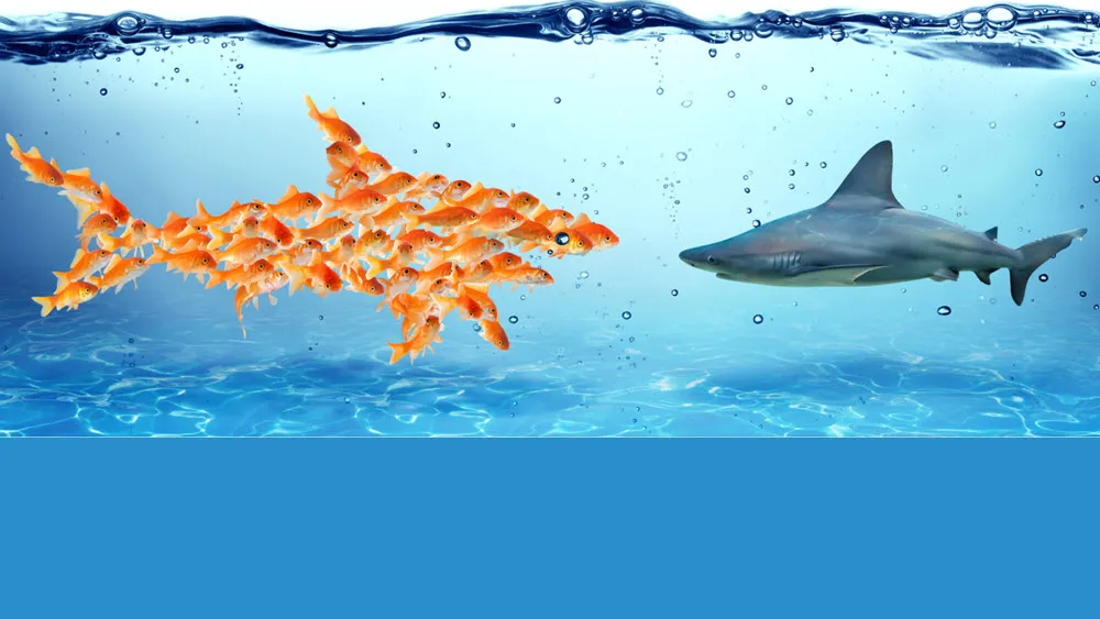 Small orange fish swimming in formation to appear like a large fish, confronting a gray shark